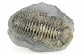 Large, Mutli-Toned Pedinopariops Trilobite - Mrakib, Morocco #253701-4
